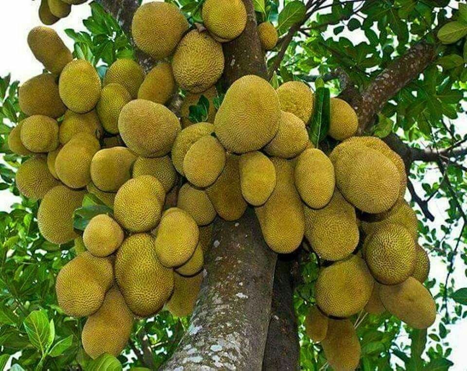 Hà Nội: Tôn vinh đặc sản mít gắn với giới thiệu sản phẩm OCOP các tỉnh Đồng bằng sông Hồng năm 2024