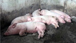 Đồng Nai cấp bách phòng, chống dịch tả lợn châu Phi