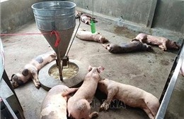 Các địa phương triển khai các giải pháp ứng phó với dịch tả lợn châu Phi