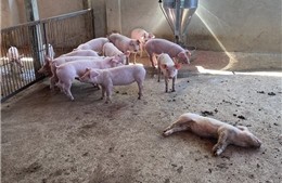Vĩnh Long phát sinh nhiều ổ dịch tả lợn châu Phi