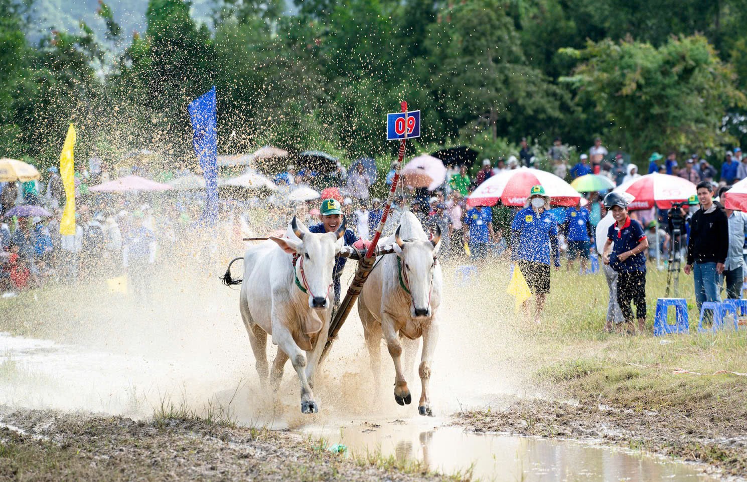 hoi-dua-bo-bay-nui-an-giang-1758645451.jpg