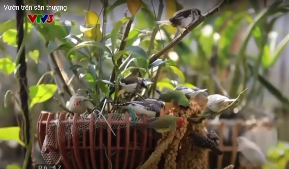 Độc đáo vườn chim hoang dã giữa lòng thành phố