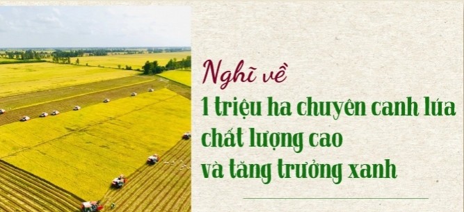 Nghĩ về 1 triệu ha chuyên canh lúa chất lượng cao và tăng trưởng xanh