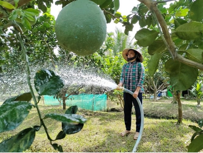 Chuỗi ngành hàng trái cây phải được chuẩn hóa từ khâu tổ chức sản xuất đến thương mại