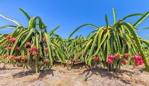 Tìm giải pháp phát triển thanh long Bình Thuận bền vững