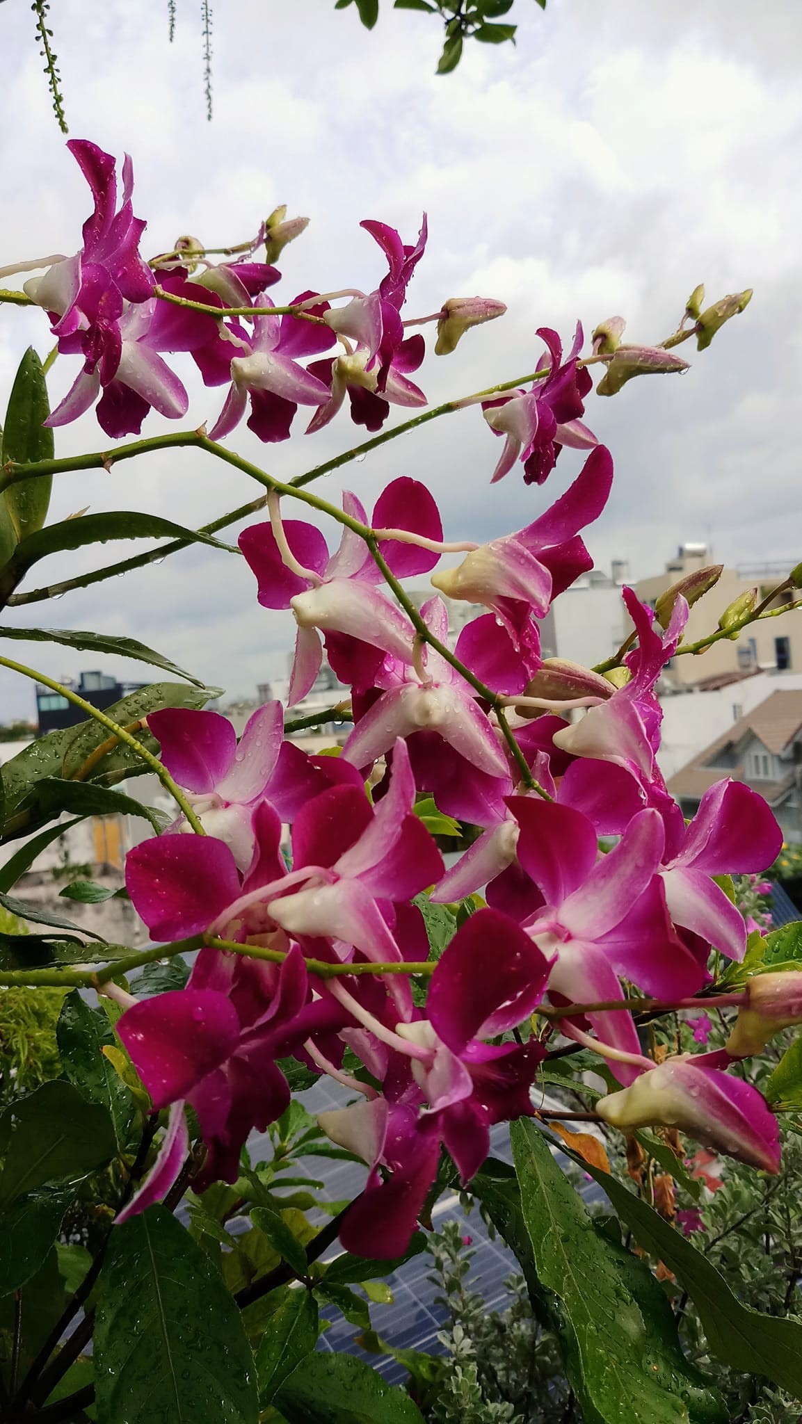 Mừng ngày độc lập