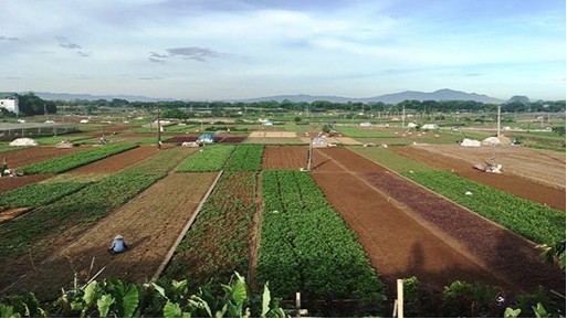 Nông nghiệp đô thị Hà Nội đôi nét lạm bàn