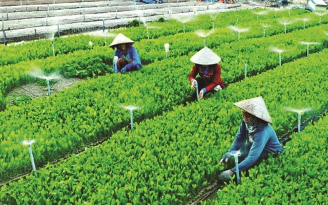 Kiện toàn Ban Chỉ đạo đổi mới, phát triển kinh tế tập thể, hợp tác xã