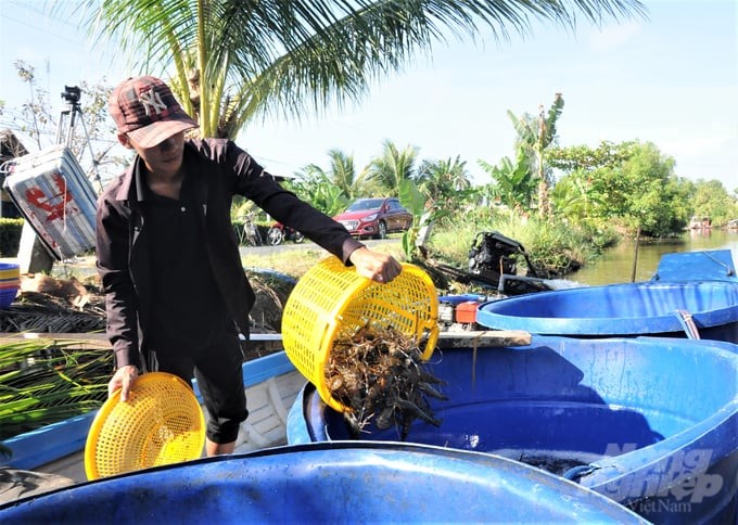 Nuôi tôm cải tiến sử dụng sản phẩm sinh học cho kết quả bất ngờ
