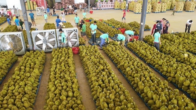 Chuyên gia Thái Lan chia sẻ kinh nghiệm trồng và phát triển ngành hàng sầu riêng
