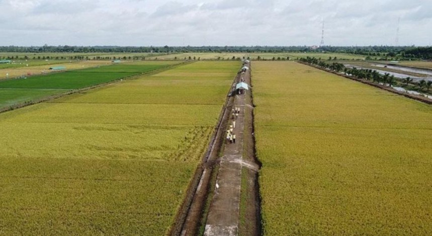 Tạo sức bật lớn đưa thương hiệu Gạo Việt Nam vươn xa
