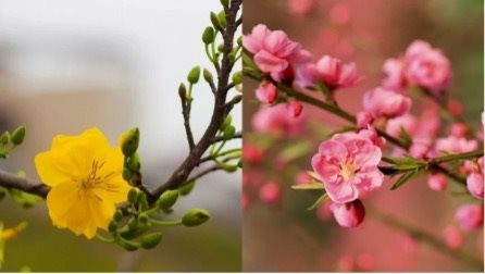 Bao giờ Việt Nam có Quốc hoa…!?