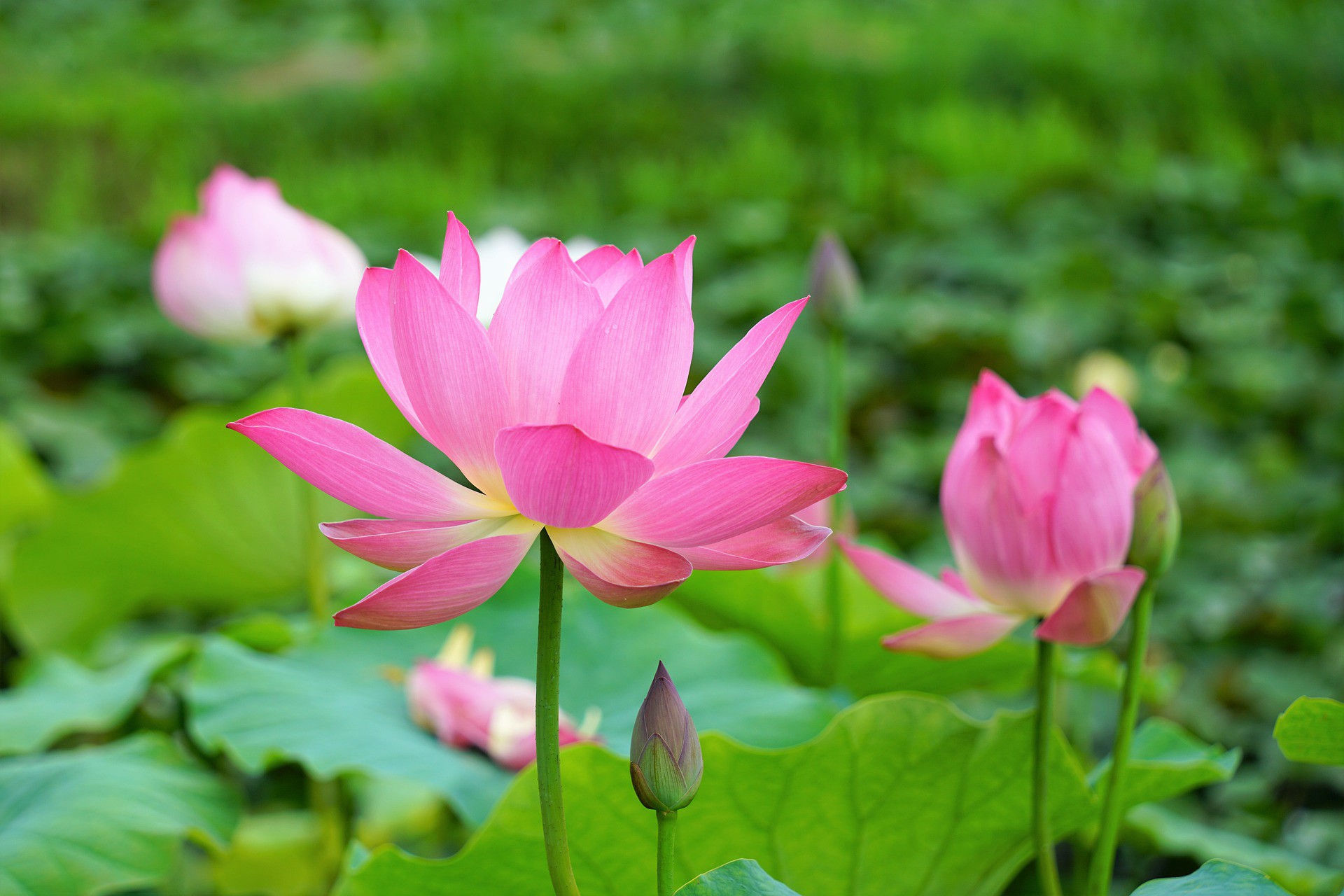 Vì sao hoa sen đứng đầu trong danh sách đề cử Quốc hoa tại Việt Nam