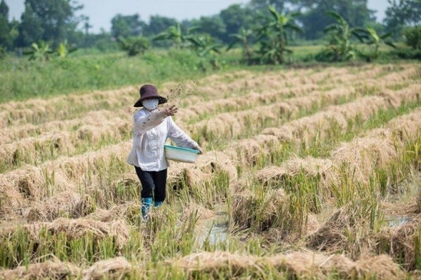 Tỉnh Vĩnh Phúc hỗ trợ kinh phí hơn chục tỉ đồng để xử lý rơm rạ bằng vi sinh