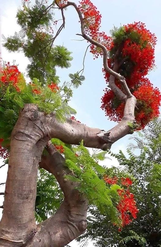 Cây Phượng hôm nào