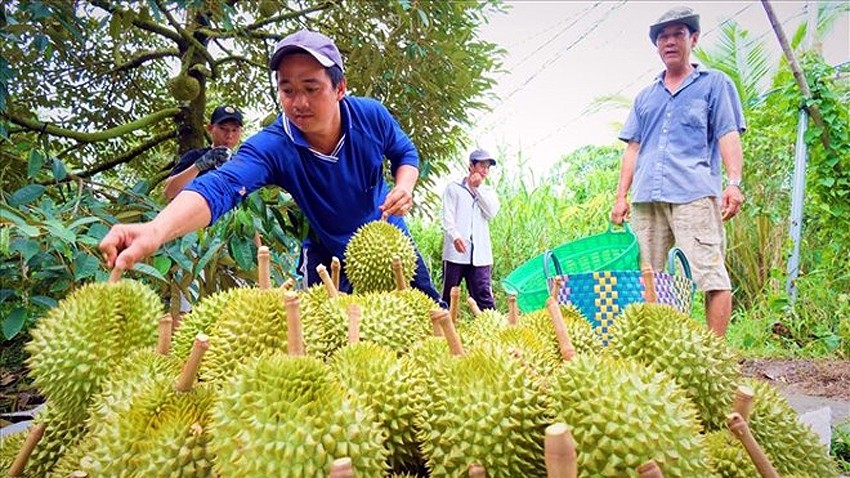 Diện tích trồng sầu riêng tăng vọt nhờ mùa vụ bội thu và giá cao