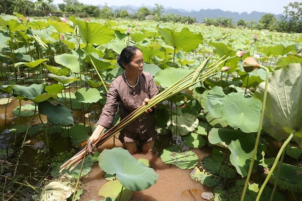 Sản phẩm OCOP độc đáo: Lụa tơ sen từ làng nghề Phùng Xá