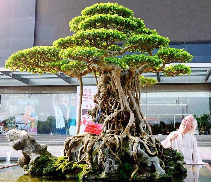 Tiêu chí đánh giá tác phẩm Cây cảnh Nghệ thuật và Bonsai đương đại