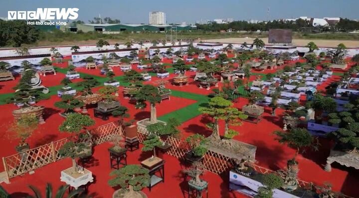 Loạt cây cảnh giá bằng cả căn chung cư hội tụ ở Hà Nội
