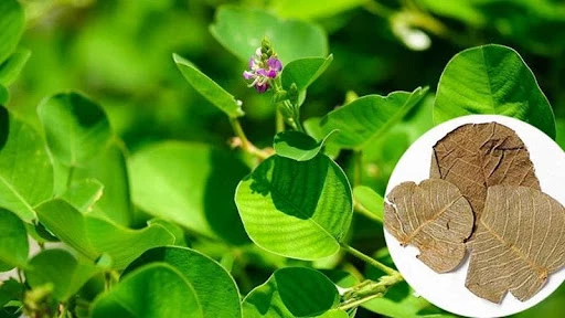 Ảnh hưởng của thời điểm thu hoạch và phương pháp thu hoạch đến năng suất và chất lượng dược liệu Kim tiền thảo tại Thanh Trì - Hà Nội