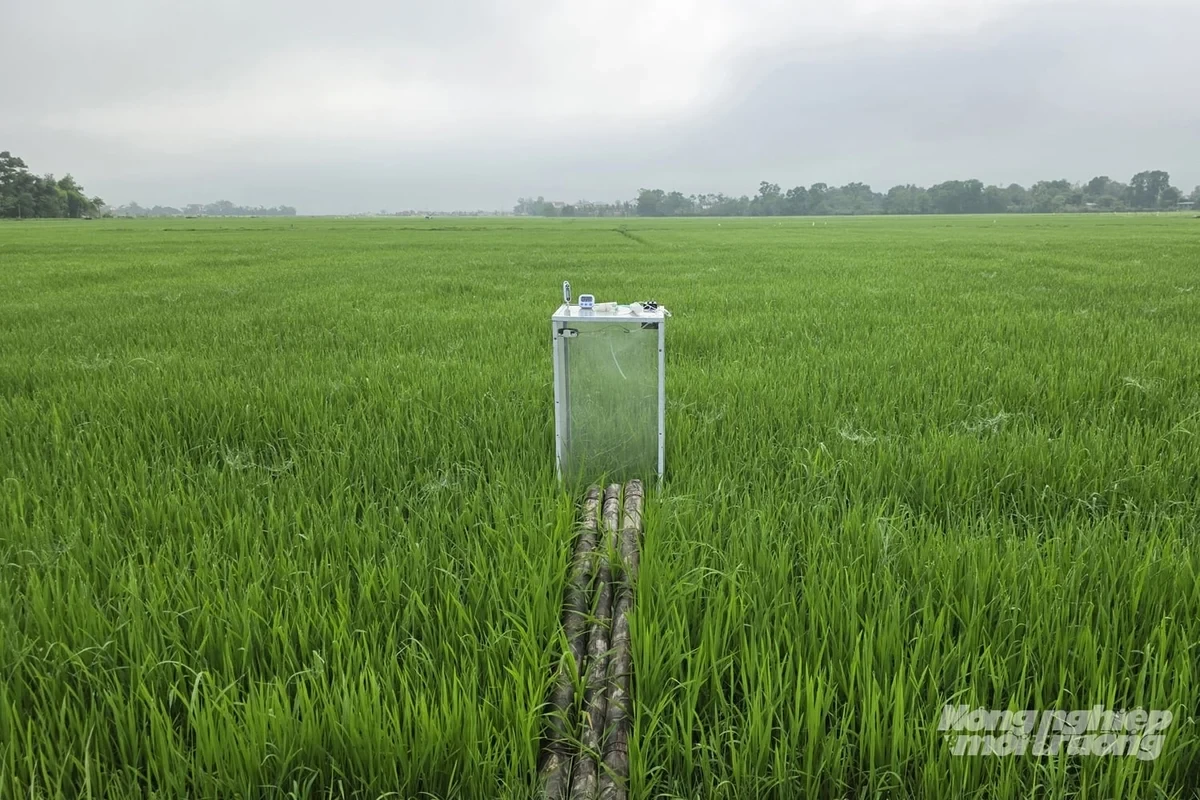 Quảng Trị phấn đấu 100% diện tích cây trồng chủ lực canh tác bền vững