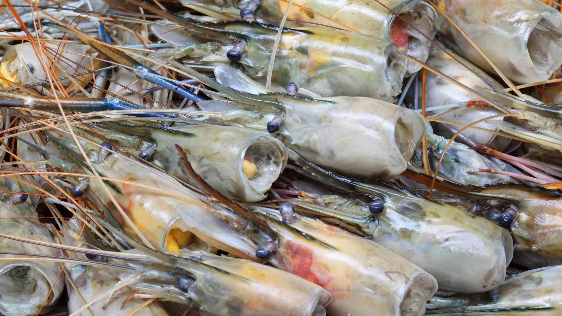 Đạm động vật sinh học - nguyên liệu thay thế hoàn hảo cho bột cá