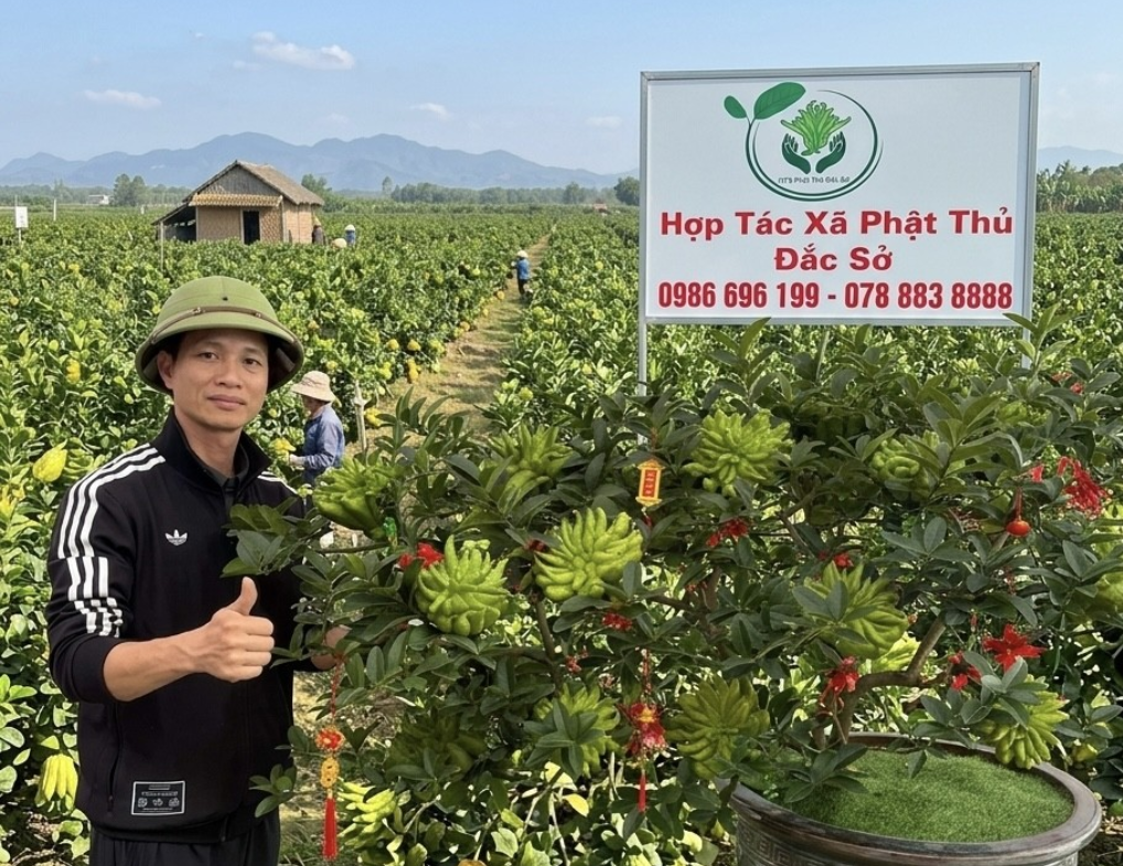 Phật thủ bonsai Đắc Sở: Tinh hoa nghệ thuật và giải pháp kiến tạo không gian xanh