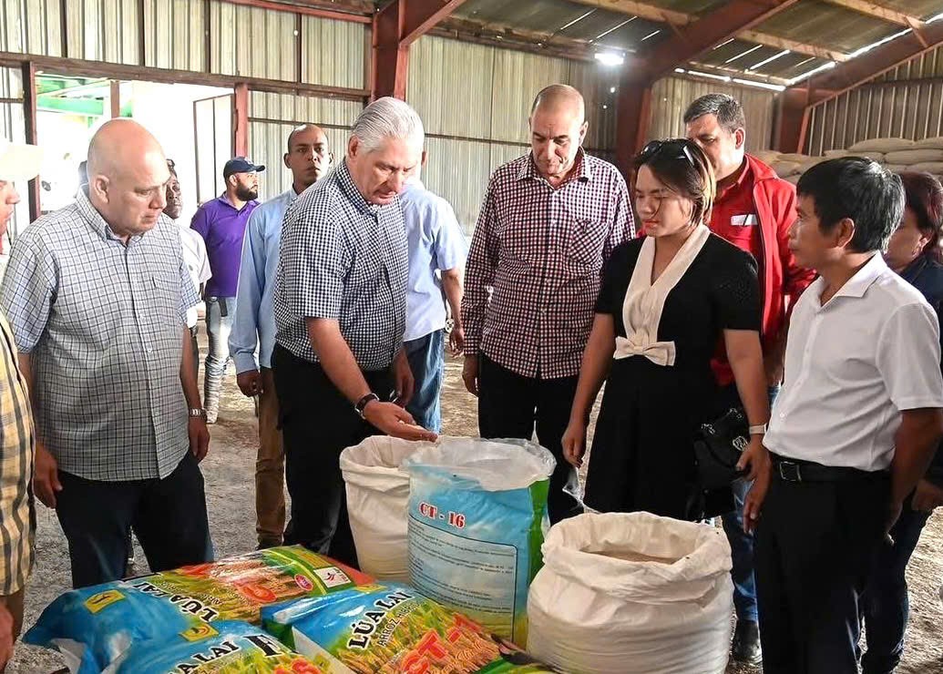 Xuất hiện cách nuôi vịt chạy đồng kiểu... Việt Nam trên cánh đồng lúa của Cuba