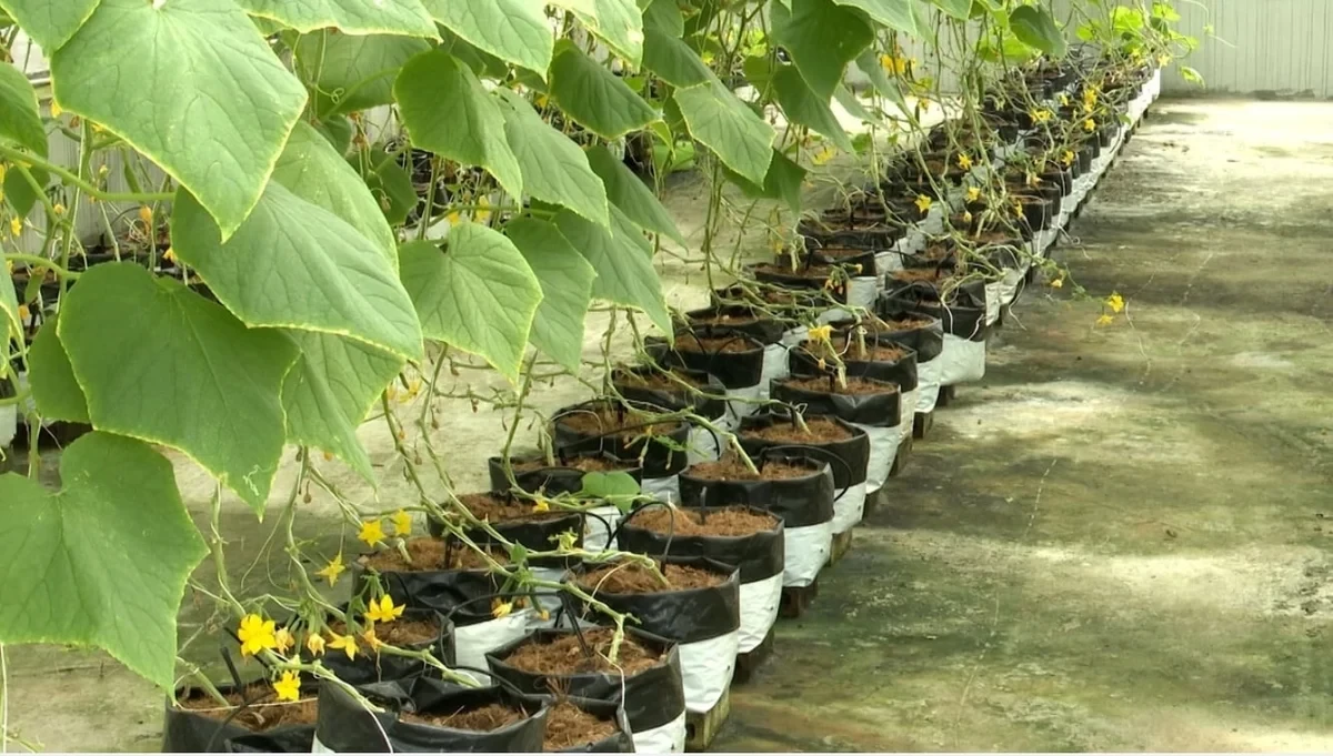 Chuyển đổi xanh và công nghệ số mở lối cho nền nông nghiệp thích ứng biến đổi khí hậu