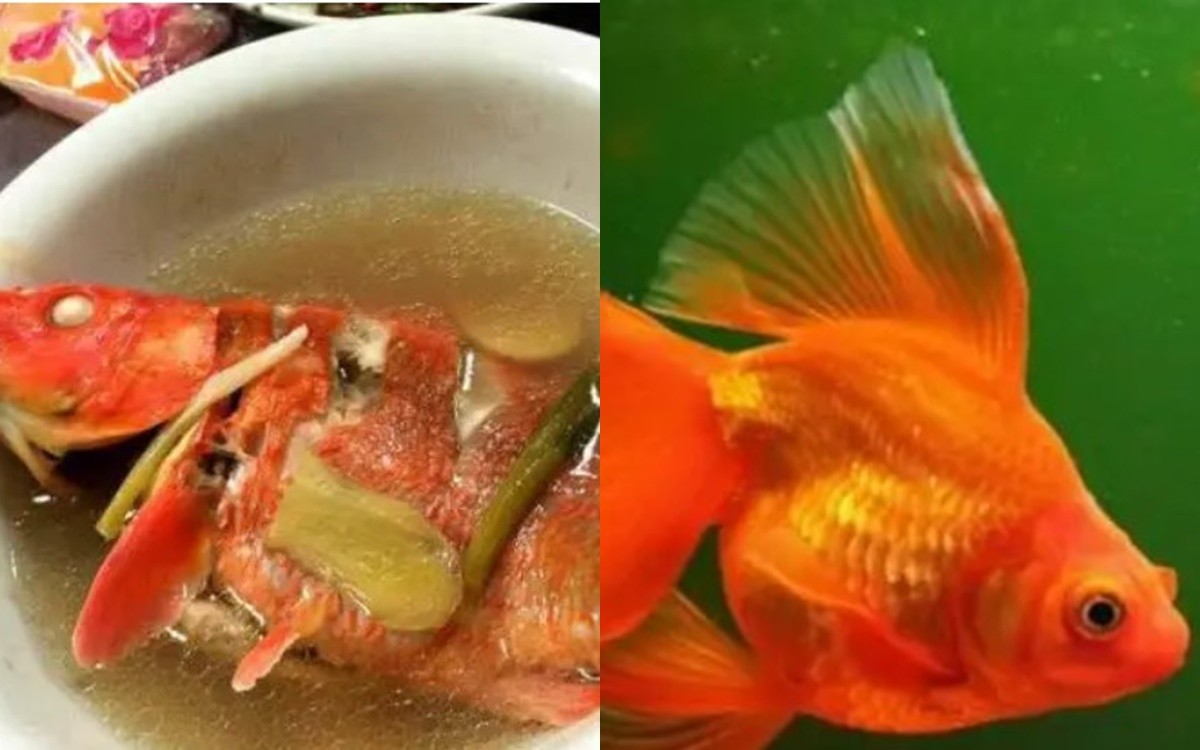 Người Á Đông dám ăn rắn nhưng tại sao lại không dám ăn cá vàng? Lý do có thực sự đáng sợ?