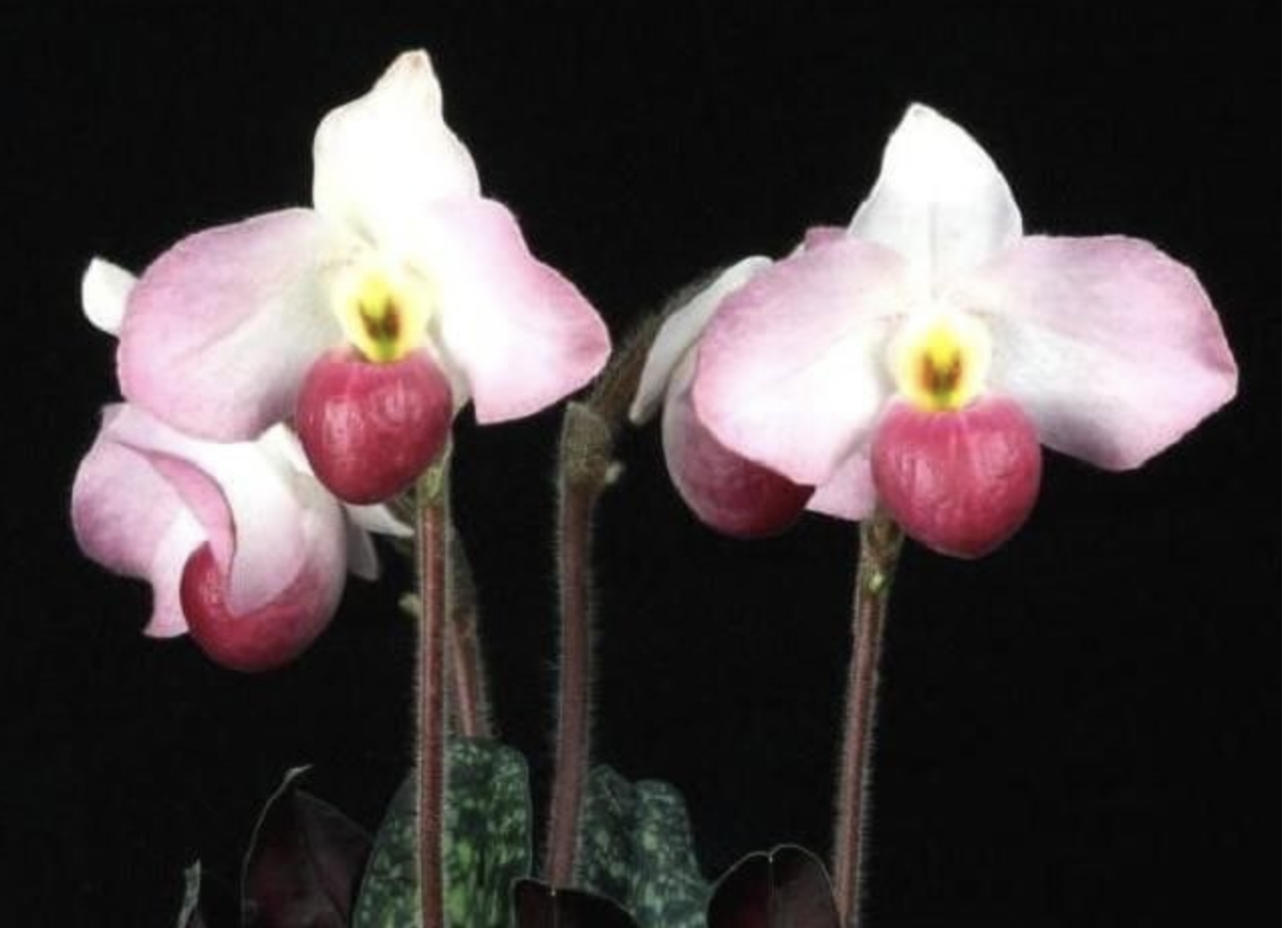 Có một loài lan mang tên Bác Hồ kính yêu: Paphiopedilum Ho Chi Minh
