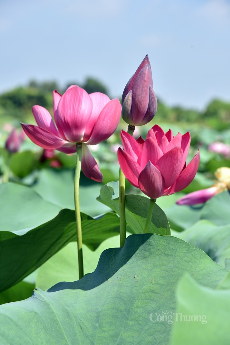 Văn hoá là cội nguồn sức mạnh dân tộc
