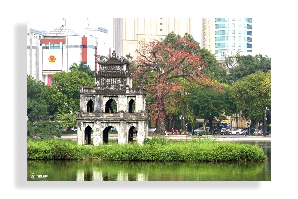 PHOTO: Hoa gạo đỏ rực một góc Hồ Gươm