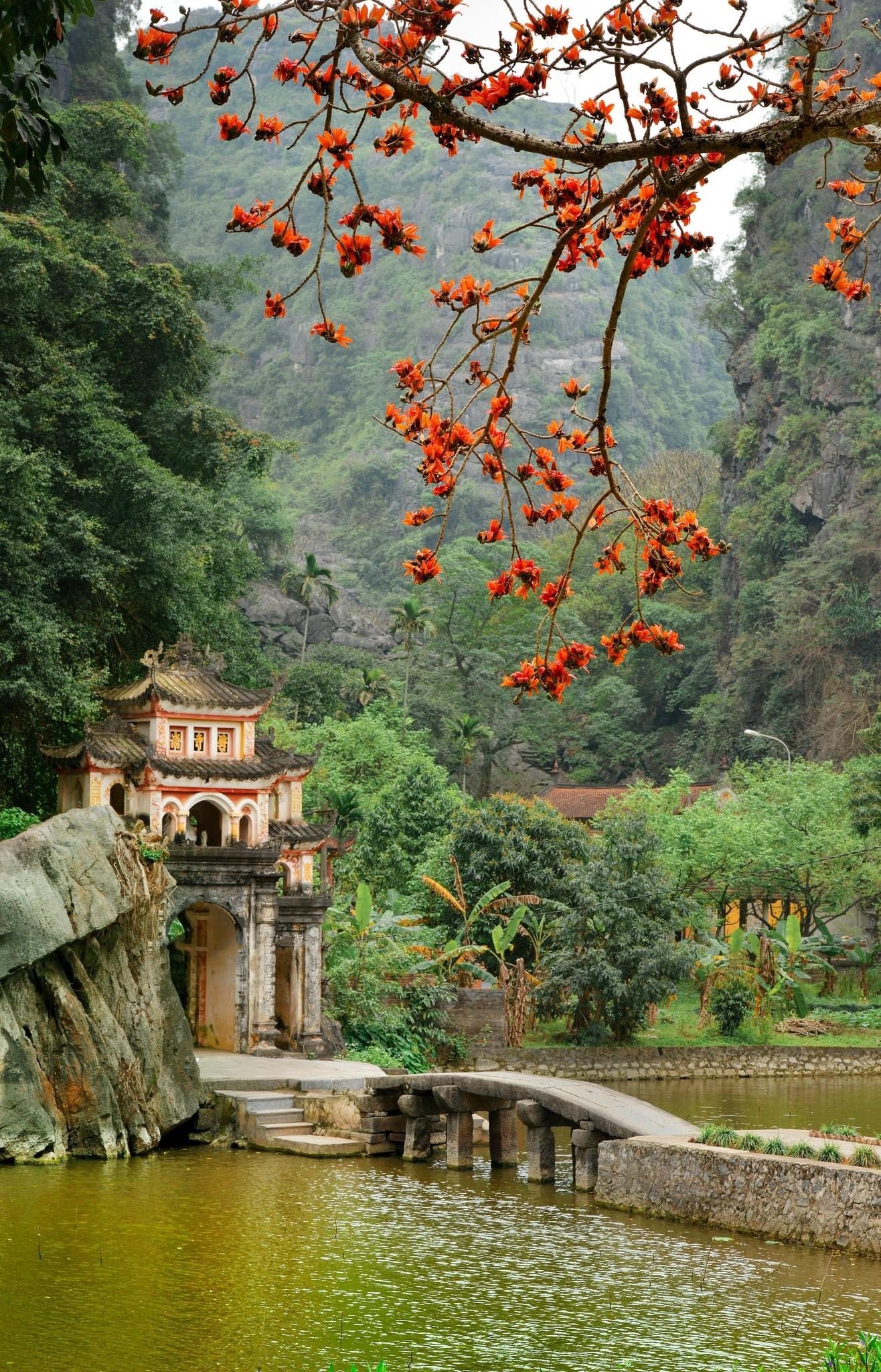 PHOTO: Tháng 3 hoa Mộc miên
