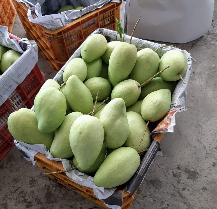 Nghiên cứu cơ sở khoa học để xây dựng chỉ dẫn địa lý "Bến Tre" cho sản phẩm xoài tứ quý