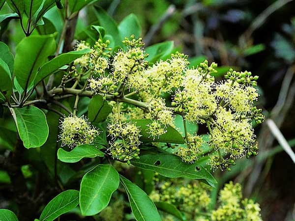 Hiện trạng sản xuất và tiêu thụ sản phẩm mật ong hoa ngũ gia bì Vân Thuỷ, huyện Chi Lăng, tỉnh Lạng Sơn