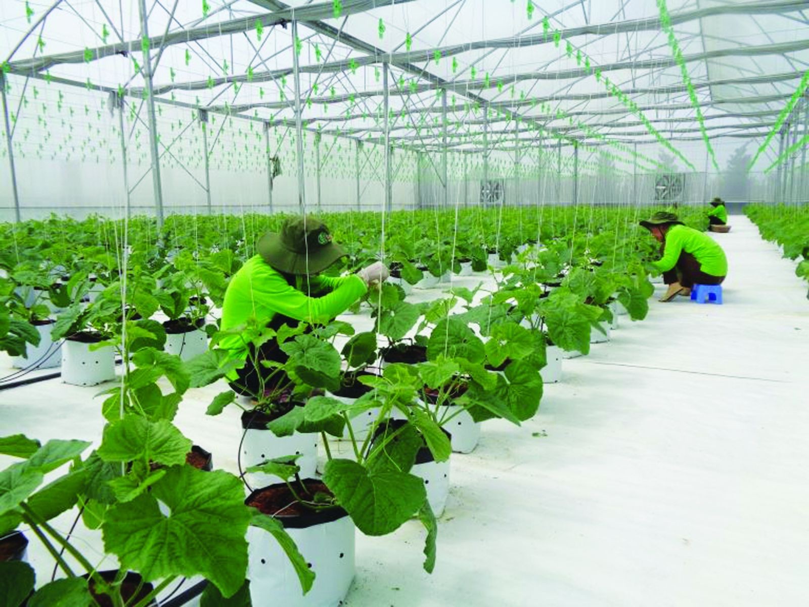 TP. Đà Nẵng: Tháo gỡ khó khăn trong phát triển nông nghiệp đô thị