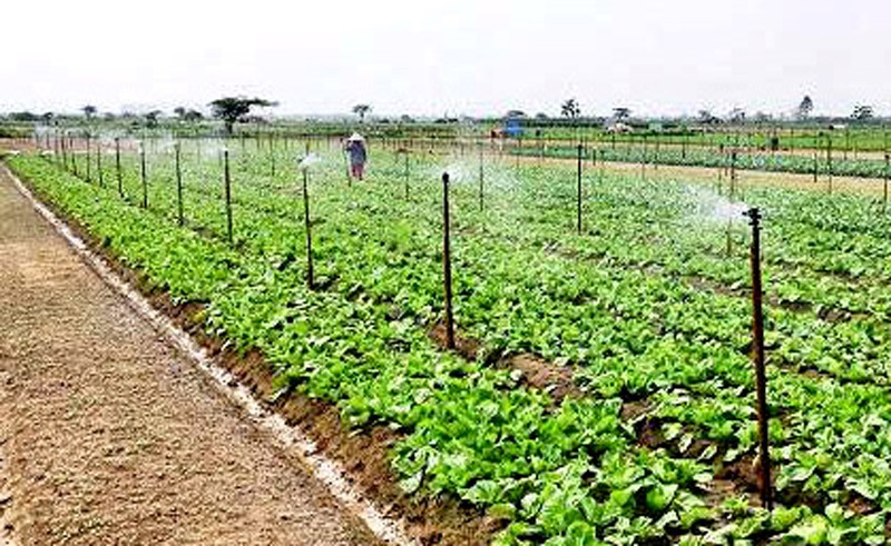 Trí tuệ nhân tạo được ứng dụng trong nông nghiệp