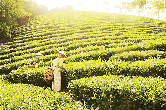 Nỗ lực “nâng sao” OCOP để rộng đường xuất khẩu