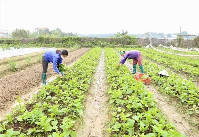 HTX Dịch vụ Nông nghiệp sạch hữu cơ Thanh Xuân (Sóc Sơn - Hà Nội): Phát triển theo chuỗi giá trị, nâng cao thu nhập và phát triển bền vững