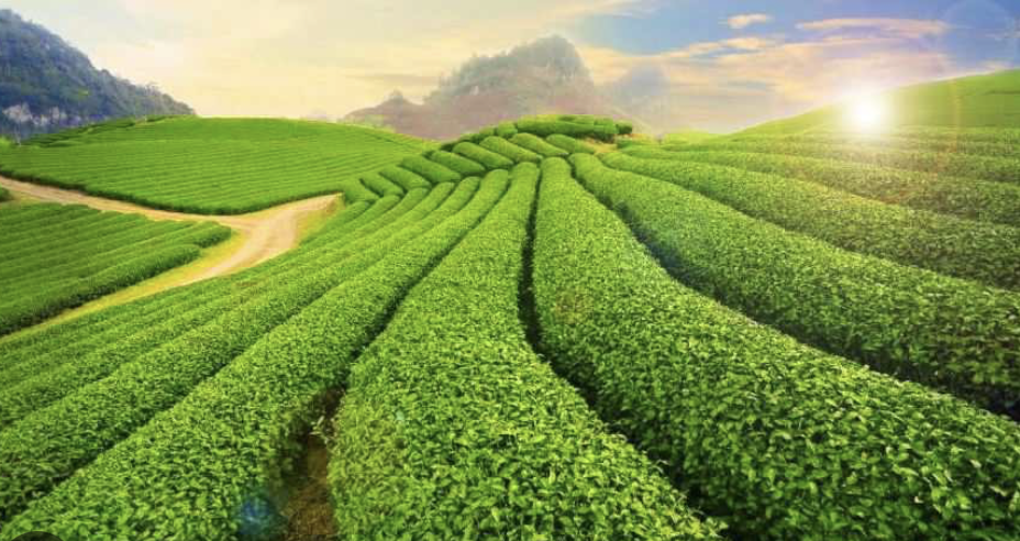 Du lịch nông nghiệp trên cao nguyên Mộc Châu