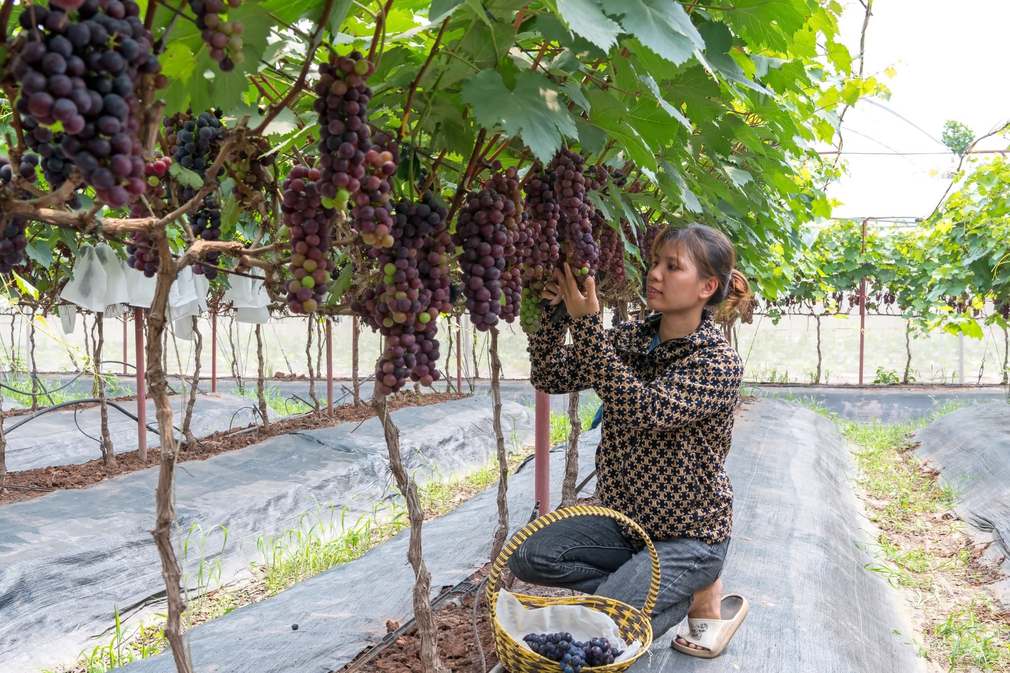 Phát triển kinh tế nhờ mô hình trồng nho gắn với du lịch