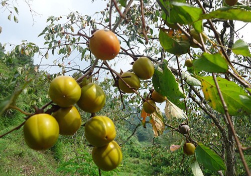 Giải pháp phát triển chuỗi giá trị quả hồng không hạt Bảo Lâm của huyện Cao Lộc, tỉnh Lạng Sơn