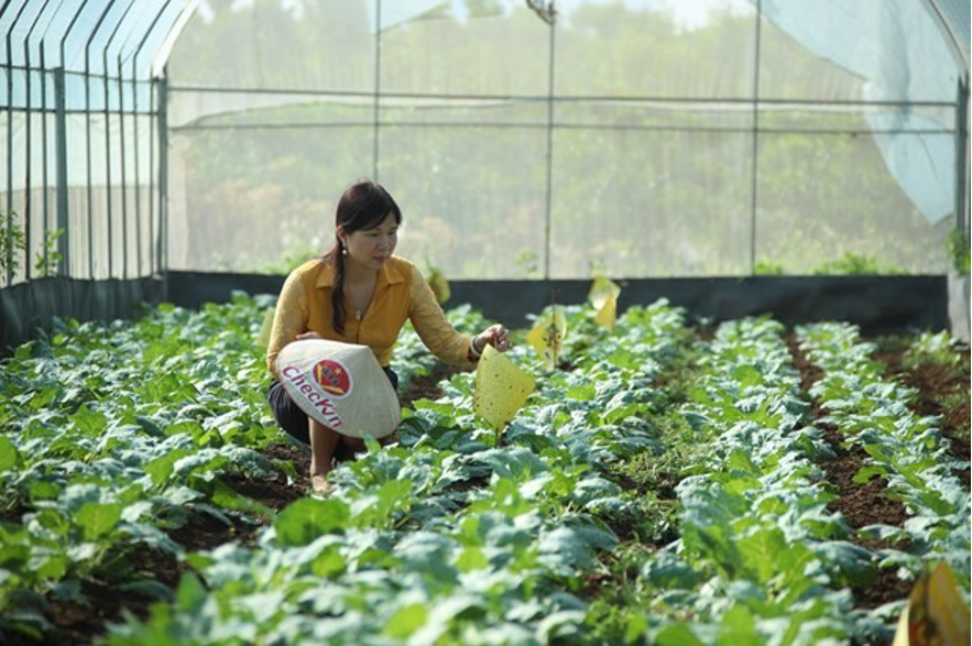 Mô hình sản xuất nông nghiệp hữu cơ theo chuỗi liên kết "5 nhà"