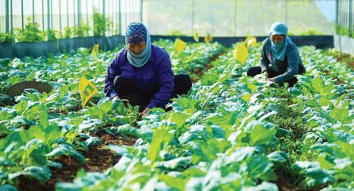 Phát triển du lịch nông thôn gắn với nông thôn mới đem lại lợi ích hiệu quả