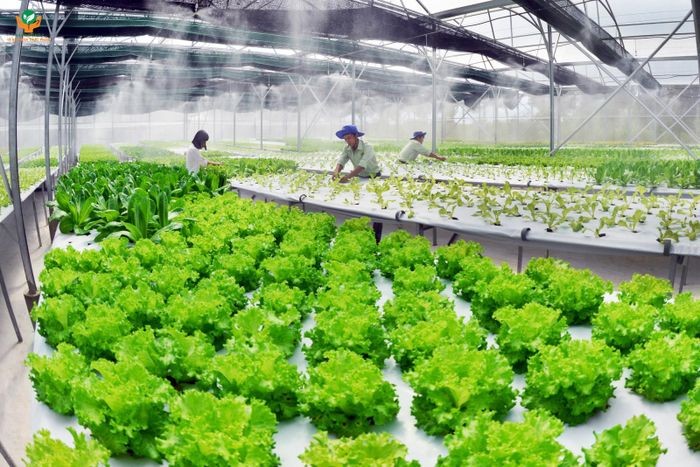 Chuyển đổi số để hướng đến phát triển nông nghiệp xanh bền vững