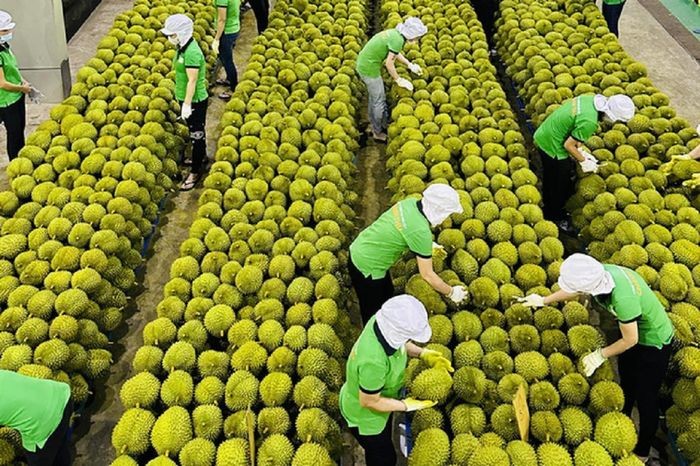 Xuất khẩu rau quả đạt kỷ lục, sầu riêng xứng danh 'vua trái cây'