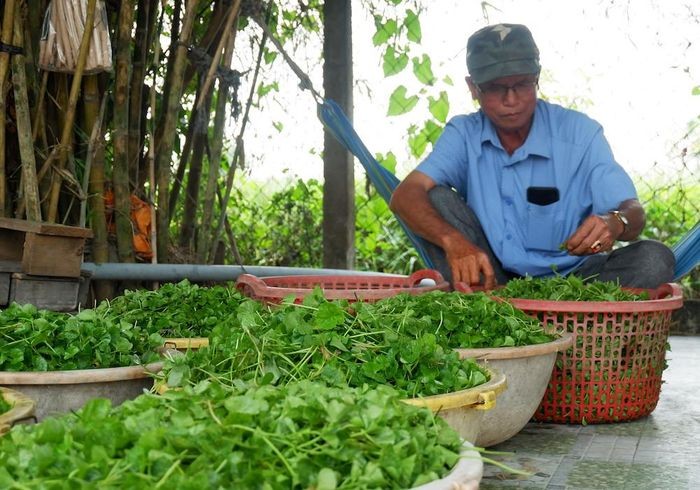 Long An: Phát triển kinh tế nhờ trồng rau sạch