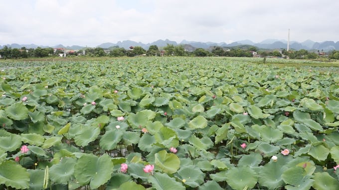Những trăn trở về du lịch nông nghiệp ở Hà Nội