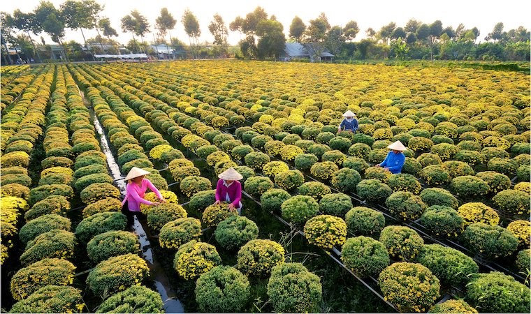Làng hoa Sa Đéc rực rỡ, ngập tràn sắc màu